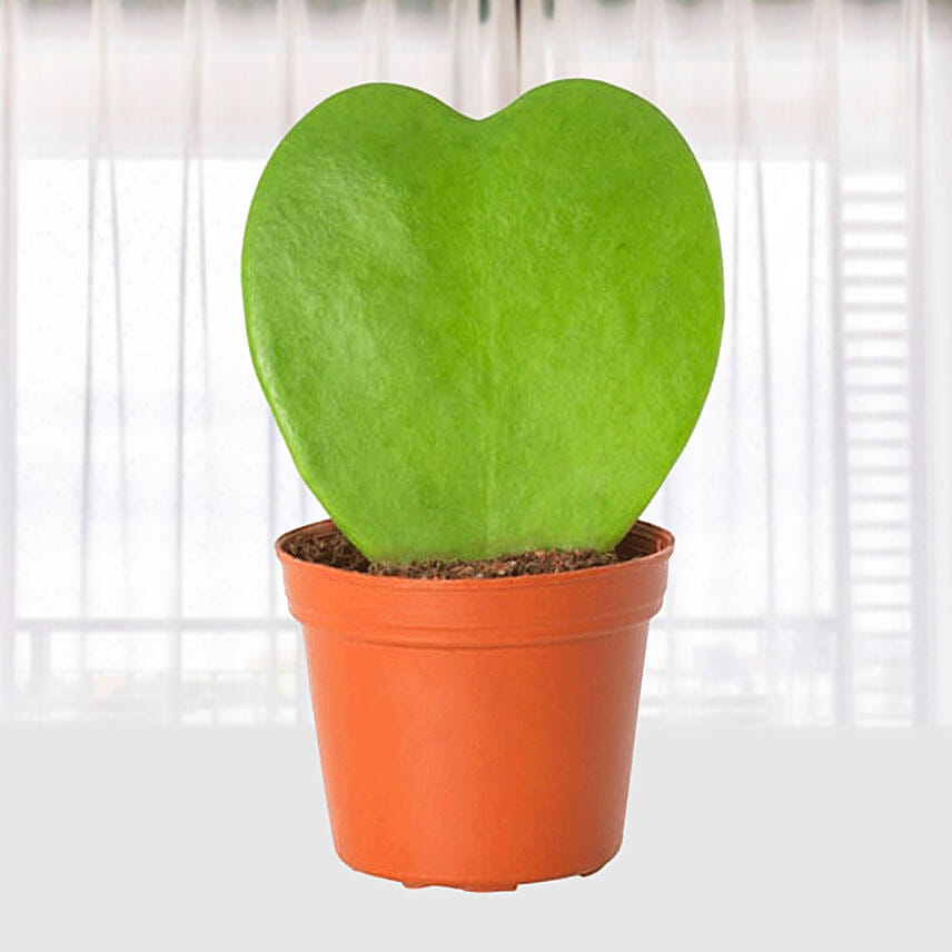 Hoya Kerrii Heart Shaped