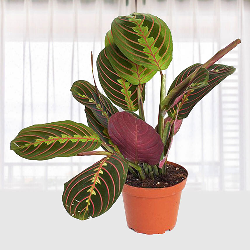 Maranta Leuconeura