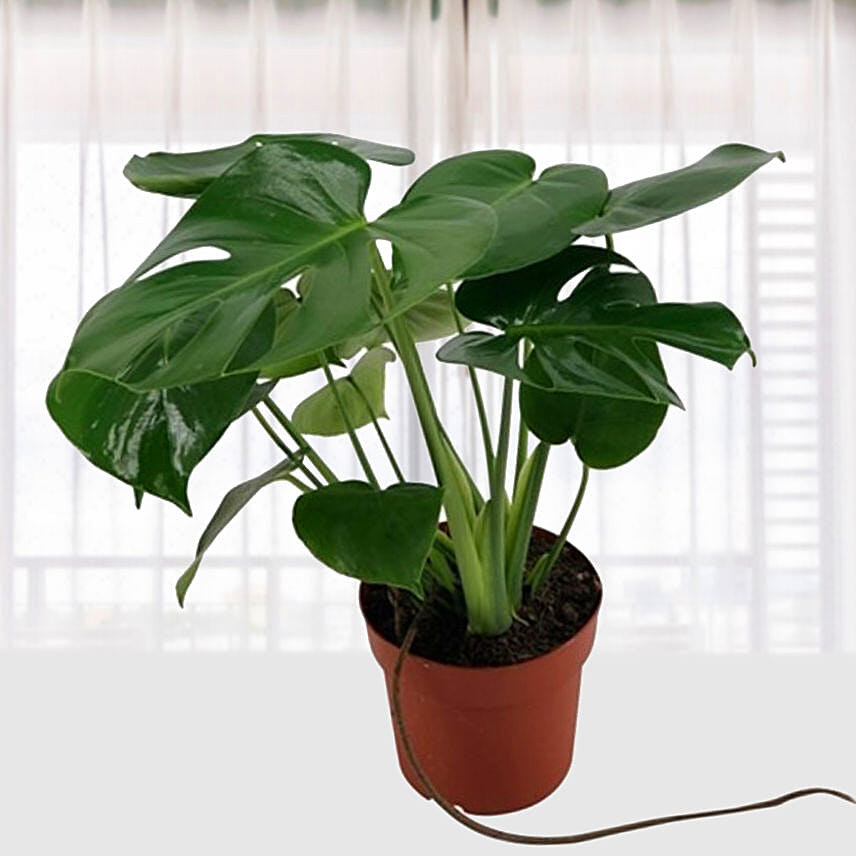 Monstera Deliciosa