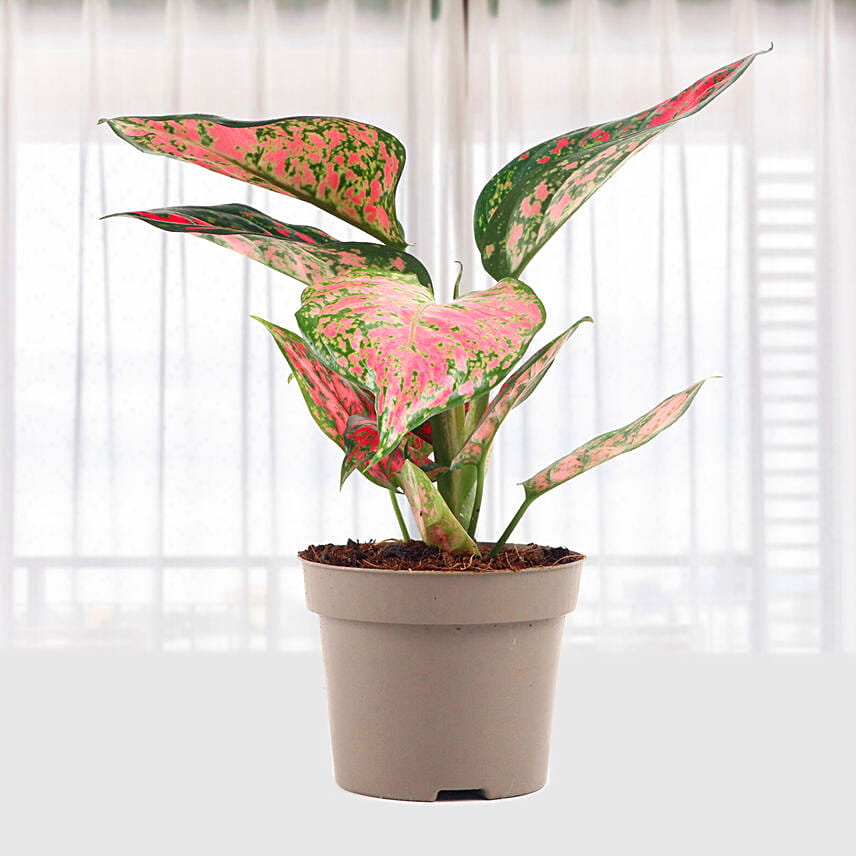 Aglaonema Spotted Star