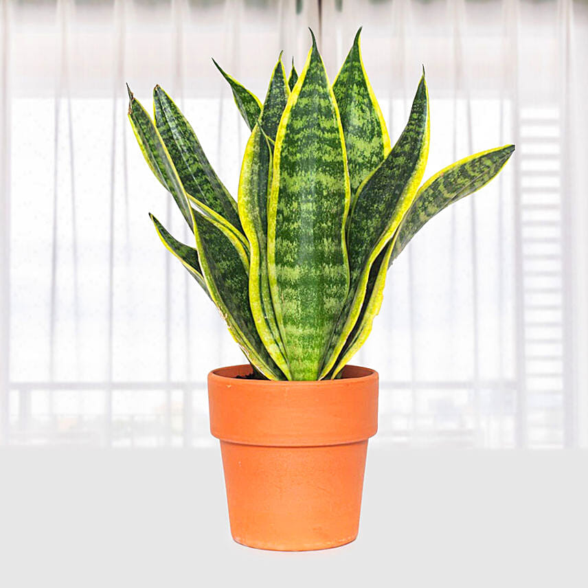 Sansevieria Trifasciata Futura