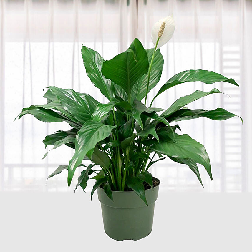 Spathiphyllum Peace Lily