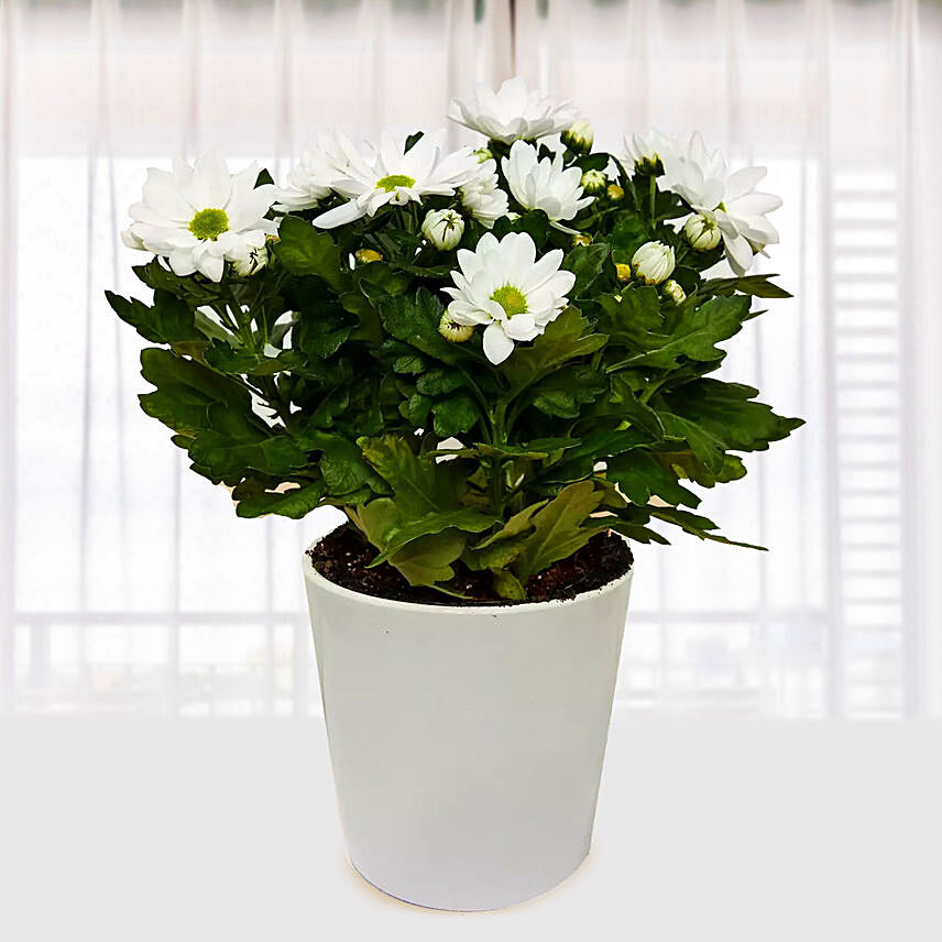 White Chrysanthemum Plant
