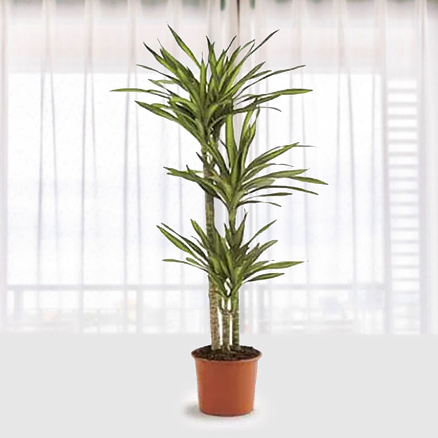 Dracaena Rikki