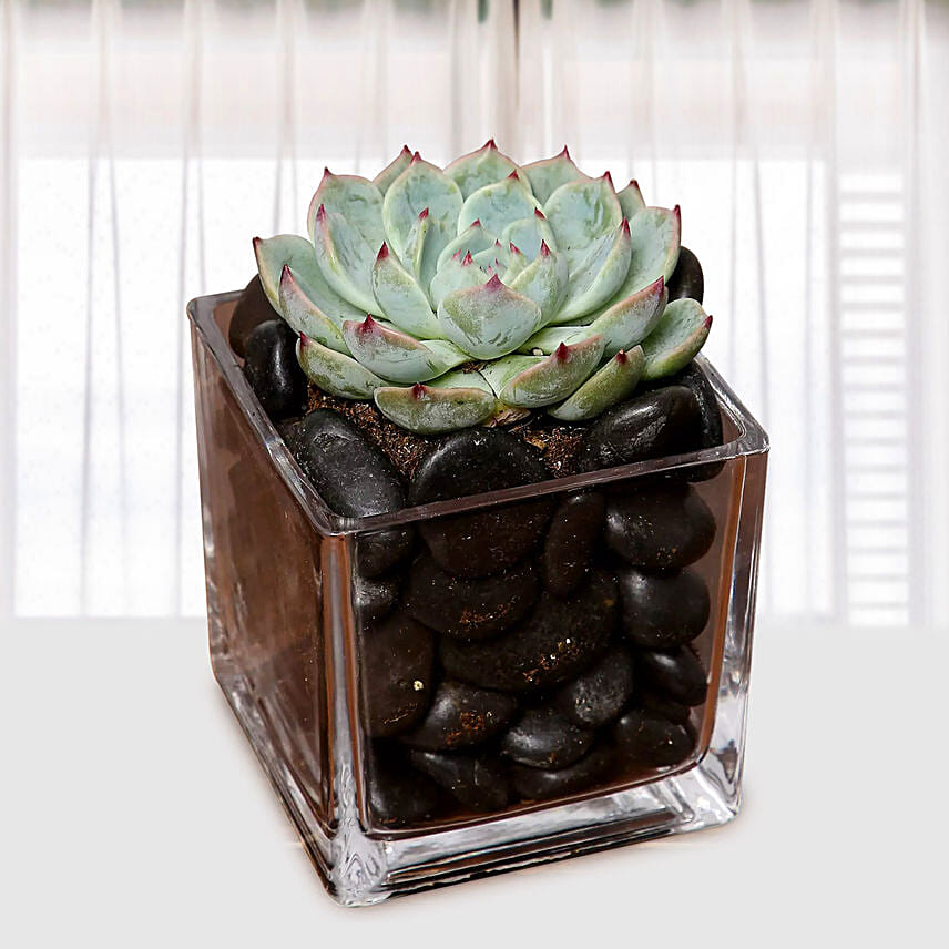 Green Echeveria Plant In Square Vase