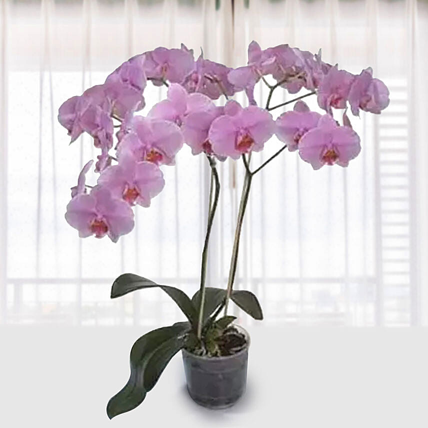 Pink Phalaenopsis Orchid Plant