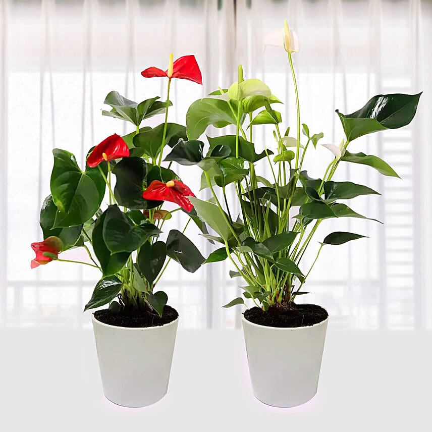 Red And White Anthurium Plants Combo