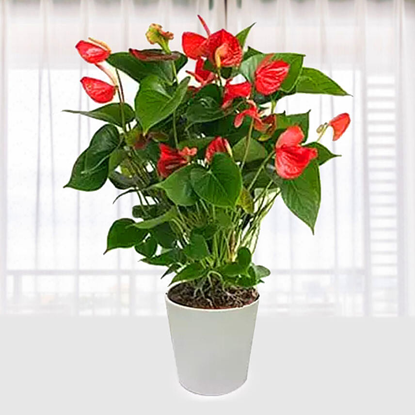 Red Anthurium In Ceramic Pot