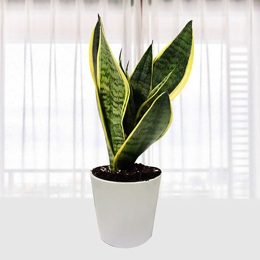 Sansevieria Plant In Ceramic Pot