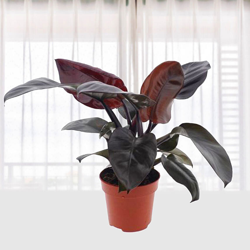 Philodendron Black Cardinal