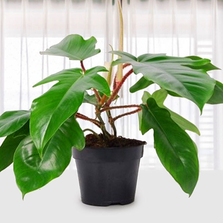 Philodendron Squamiferum