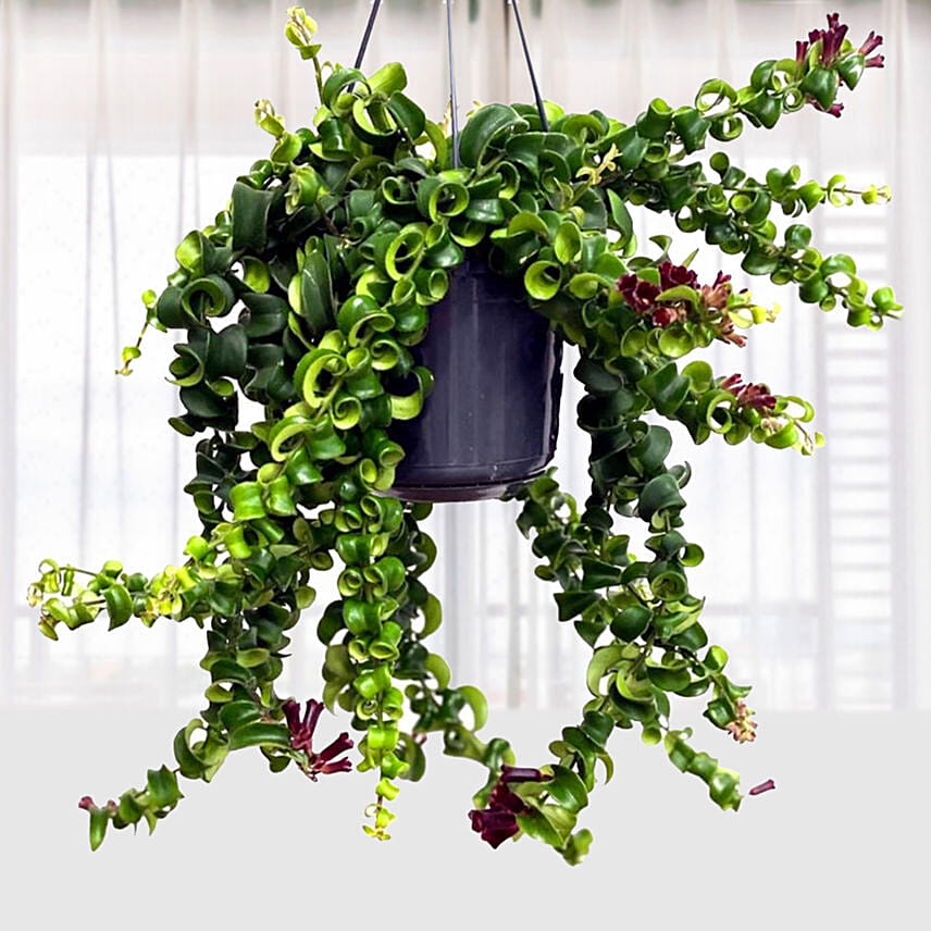 Aeschynanthus Rasta Lipstick Plant