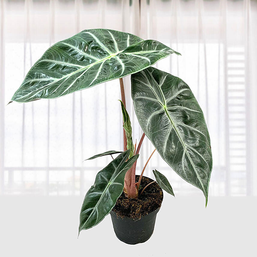 Alocasia Pink Dragon