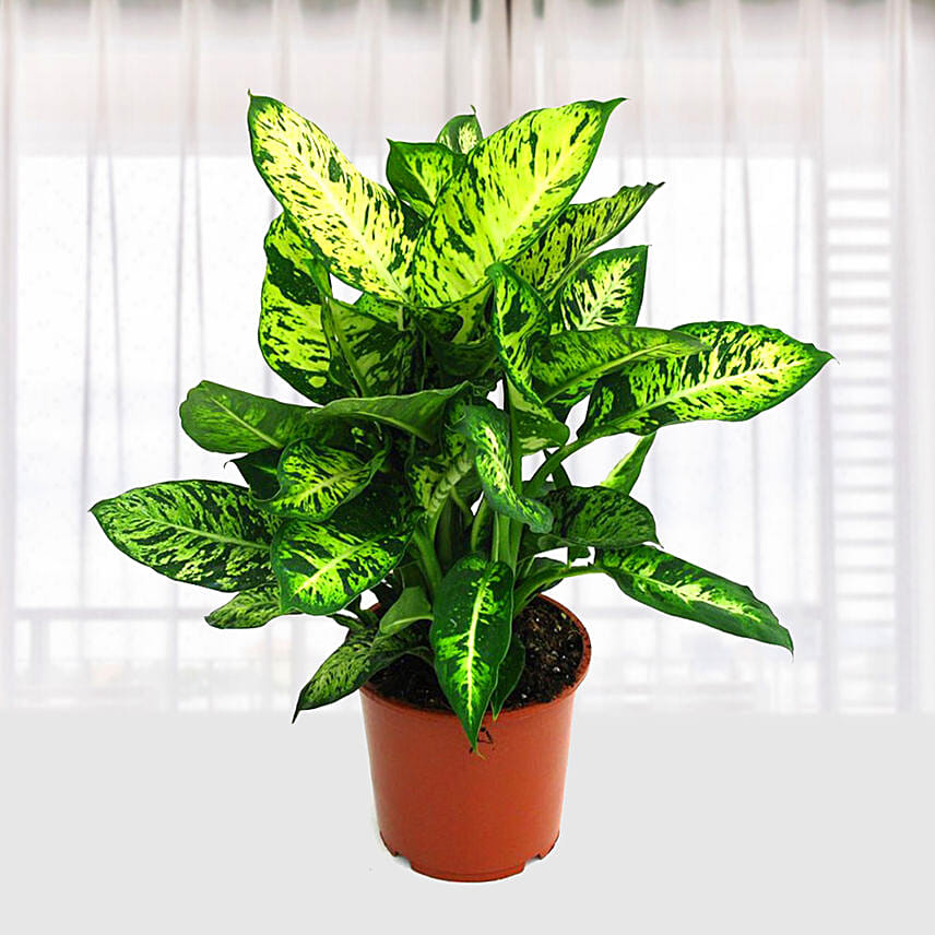 Dieffenbachia Compacta