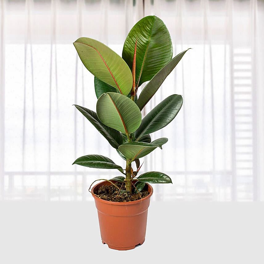 Ficus Elastica Robusta