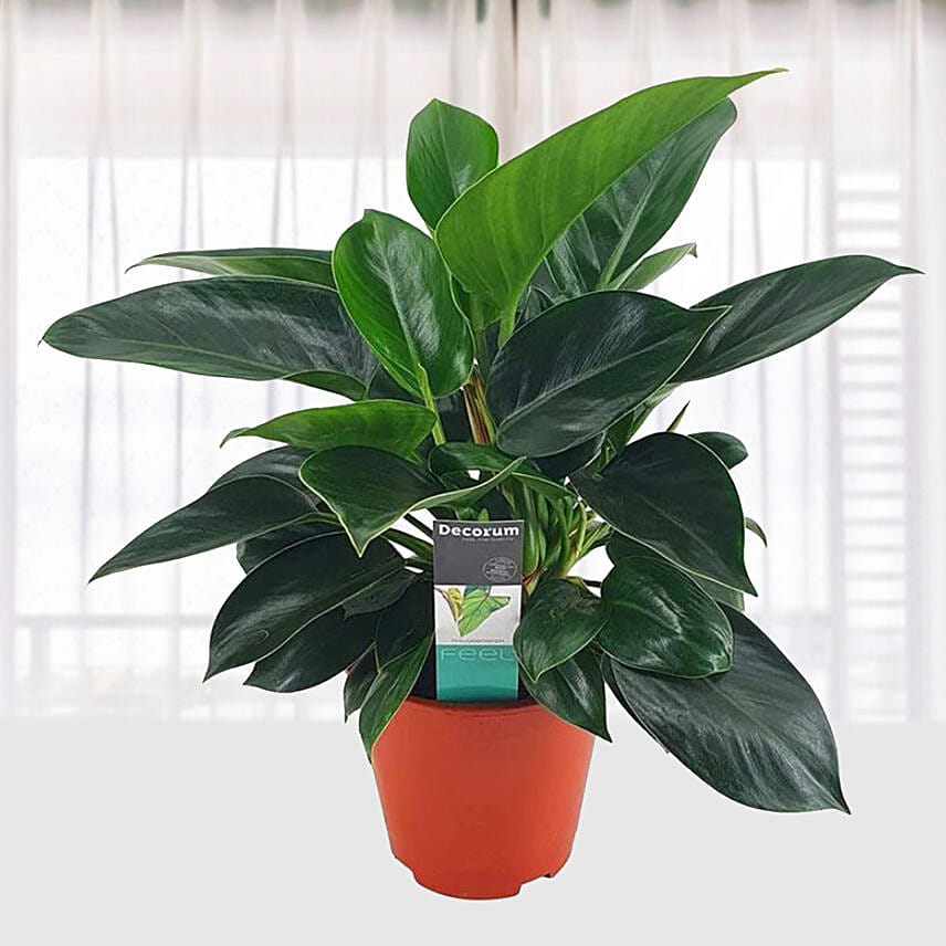 Philodendron Congo Apple