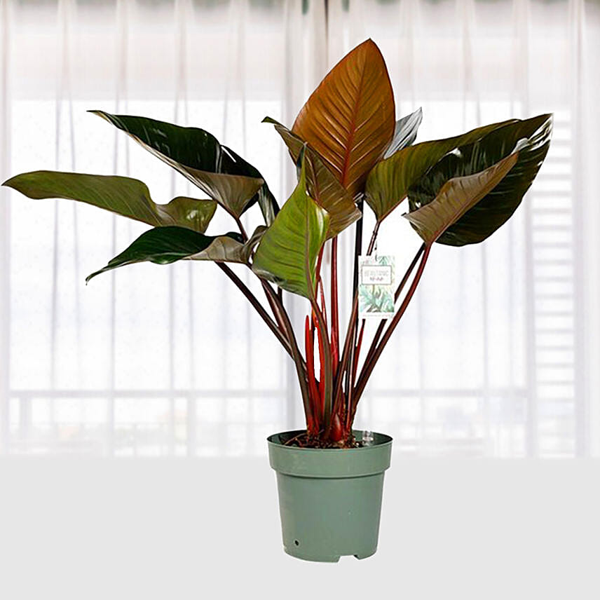 Philodendron Red Beauty