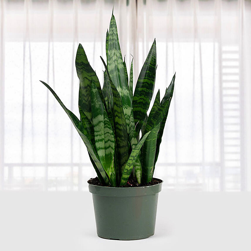 Sansevieria Zeylanica