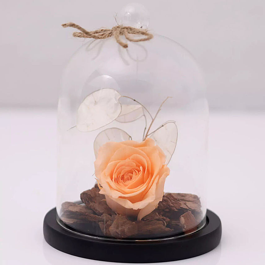 Peach Forever Rose In Glass Dome