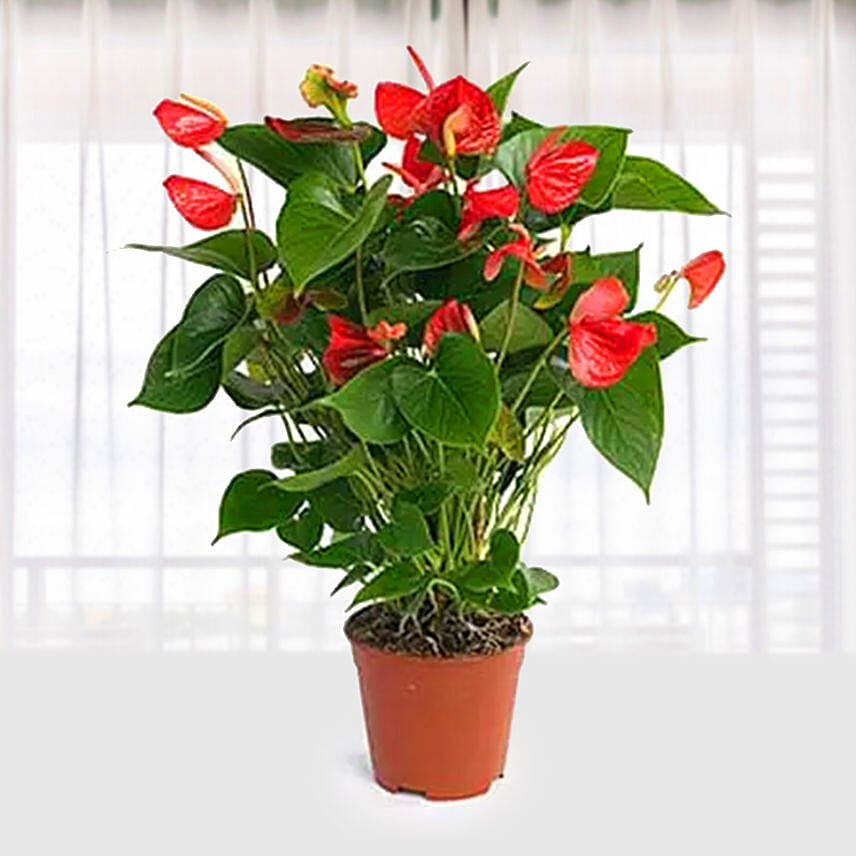 Red Anthurium Plant In A Red Pot