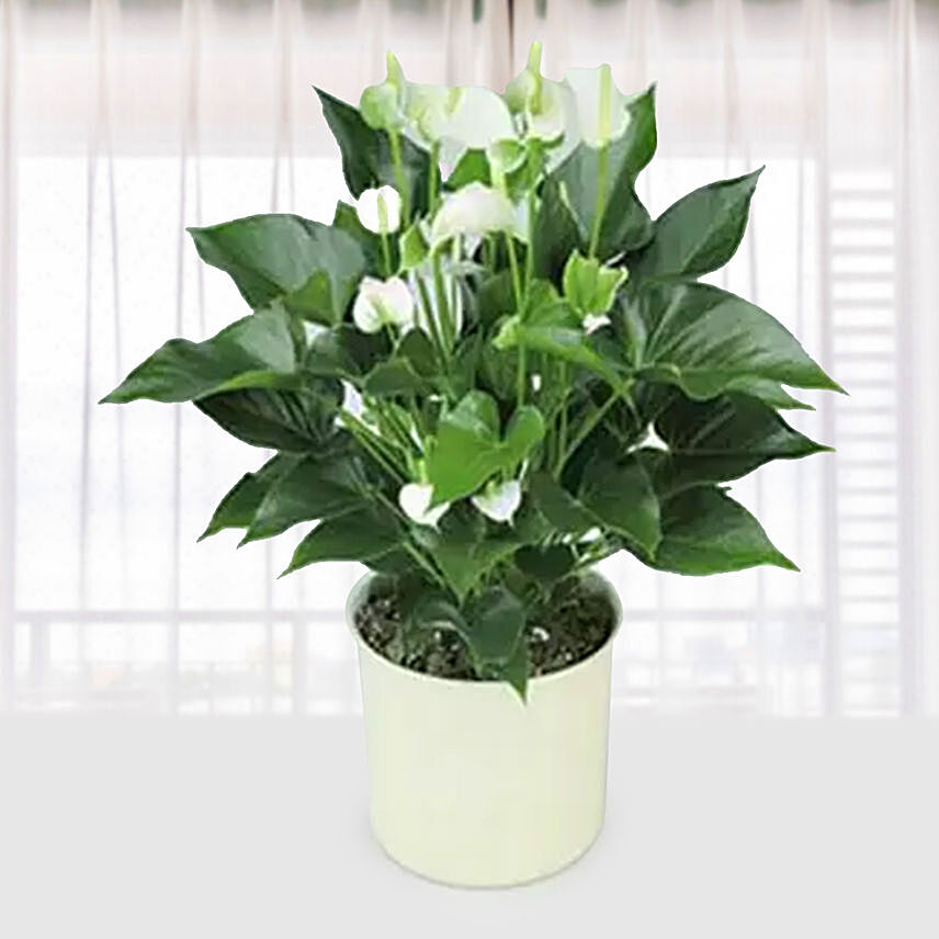 White Anthurium Plant In A Lovely White Pot