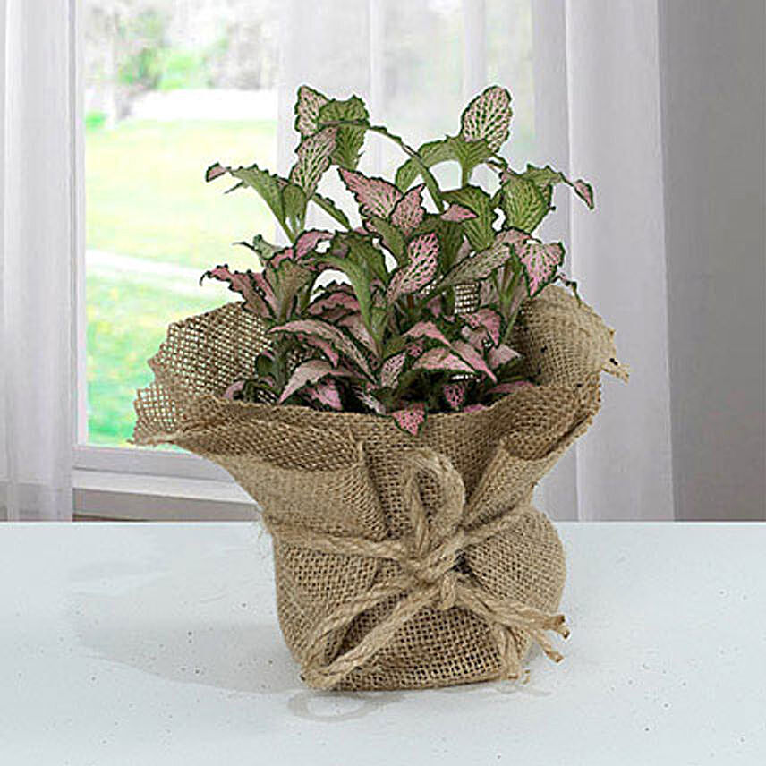 Fittonia Plant with Jute Wrapped Potted Plant