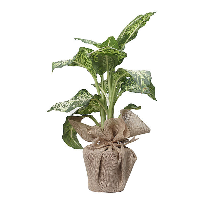 Aglaonema Silver Bay Plant Jute Pot