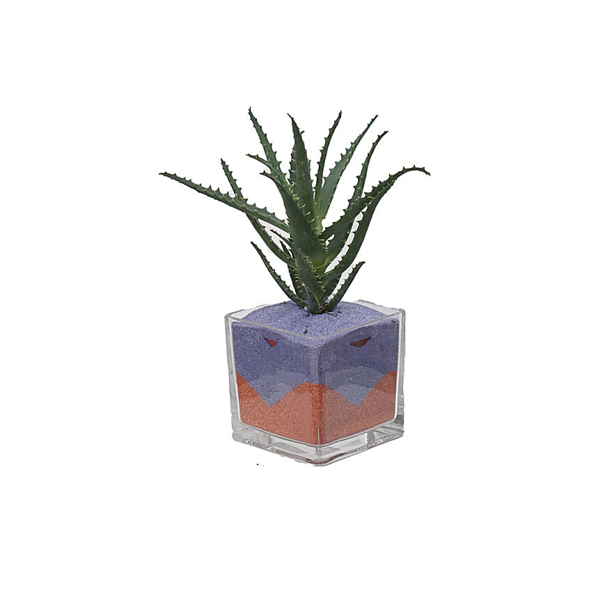 Aloe Arborescens Plant Glass Jar