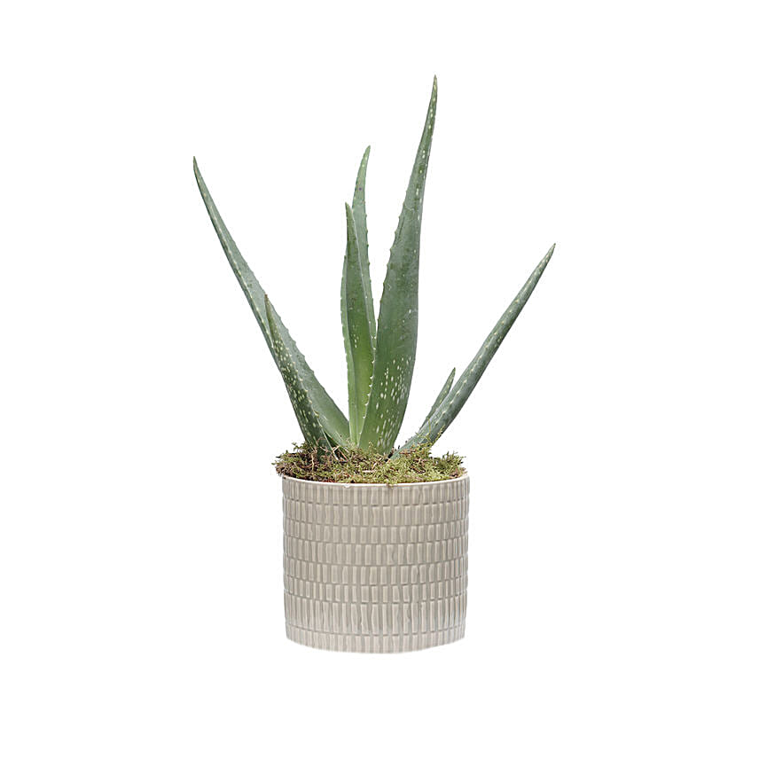 Aloe Vera Plant Light Brown Pot