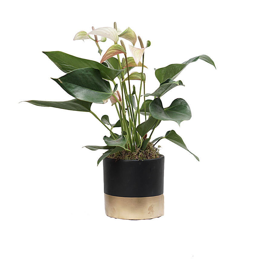 Anthurium Plant Black & Golden Round Pot