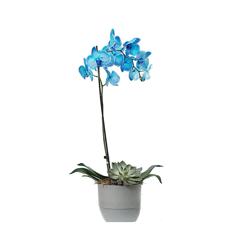Blue Phalaenopsis & Echevieria Plant Pot