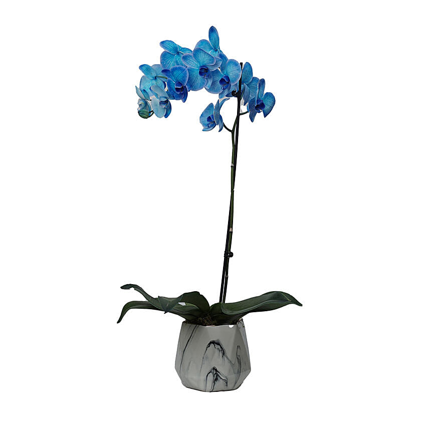 Blue Phalaenopsis Plant White Pot