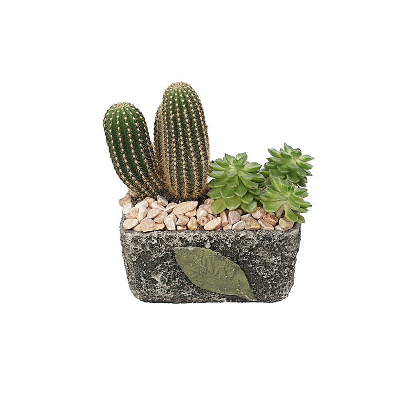 Cactus & Echevieria Plant Grey Pot