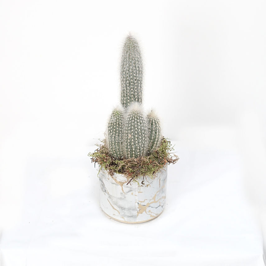 Cactus Plant Grey Ceramic Pot