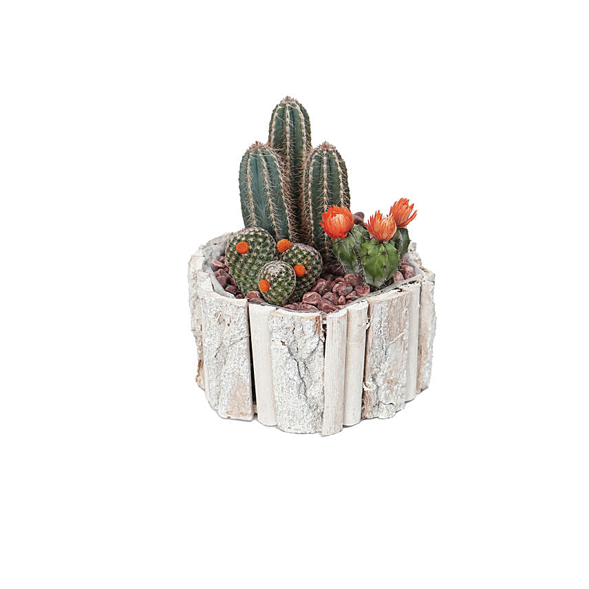 Cactus Plant Square Wooden Pot