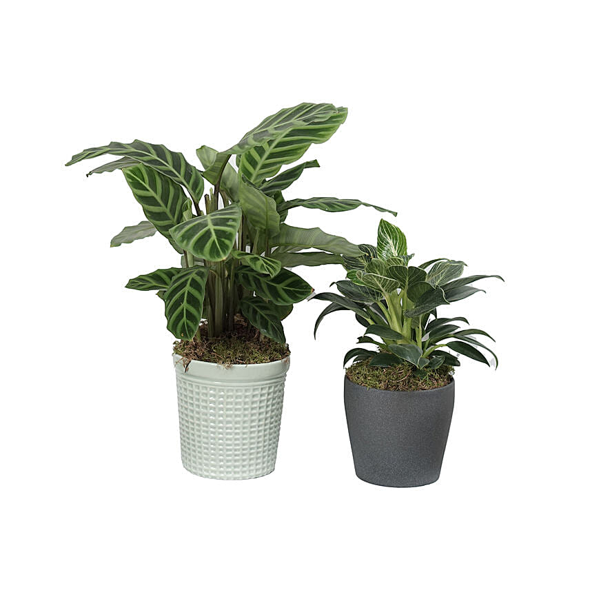 Calathea & Dieffenbachia Camillia Plant Combo