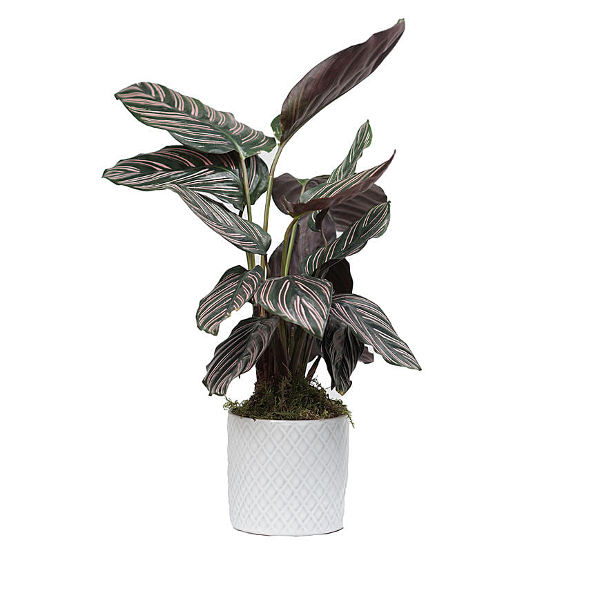 Calathea Sanderiana Plant White Pot