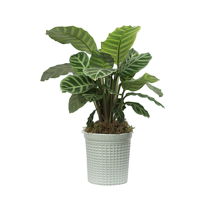 Calathea Zebrina Plant Light Green Pot