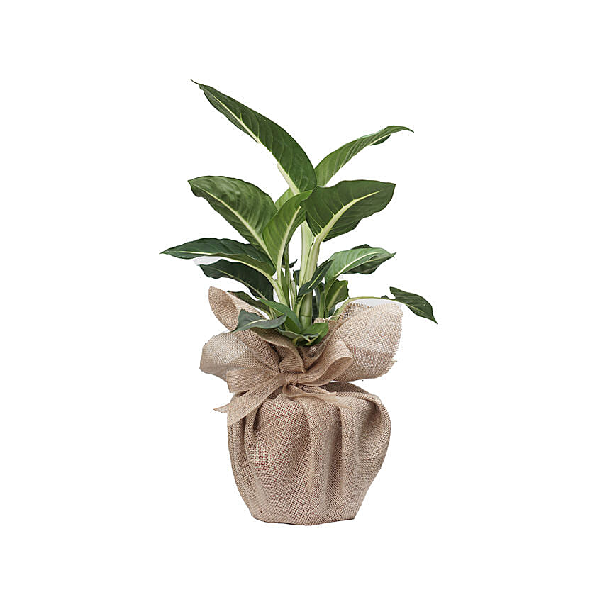 Dieffenbachia Green Magic Plant Jute Pot