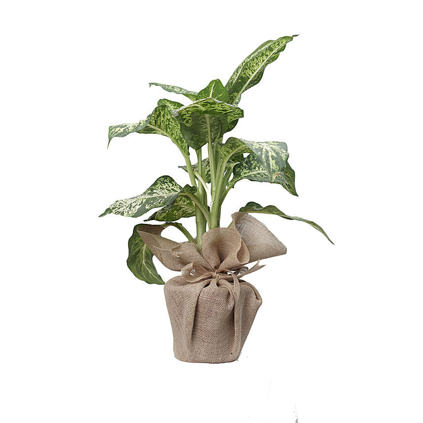 Dieffenbachia Plant Jute Wrapped Pot