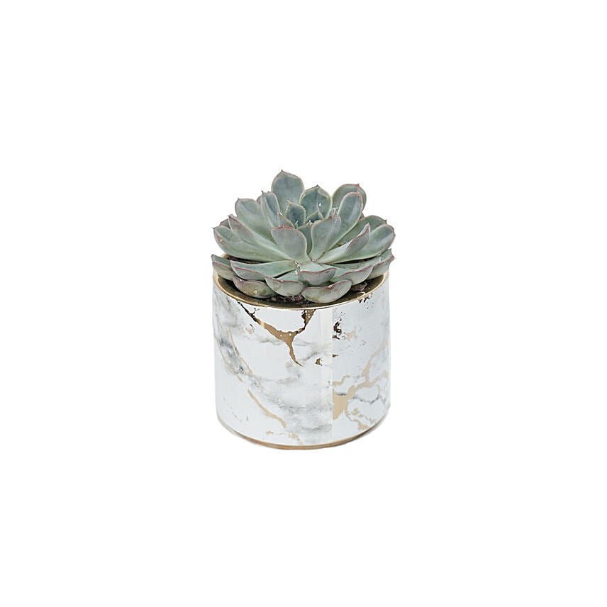 Echevieria Apos Plant Grey Pot