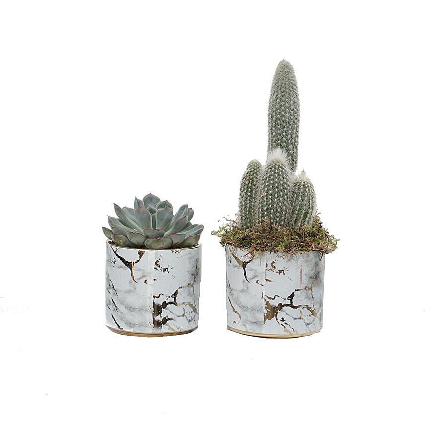 Echevieria & Cactus Plant Combo