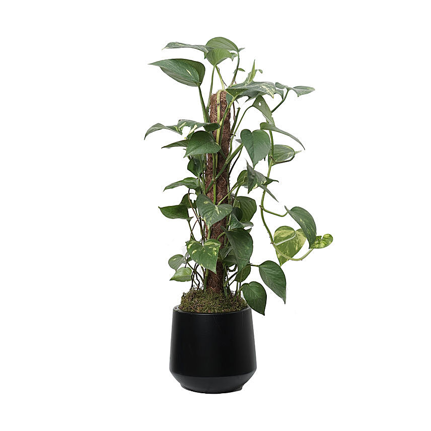 Epipremnum Pinn Mosstick Plant Black Pot