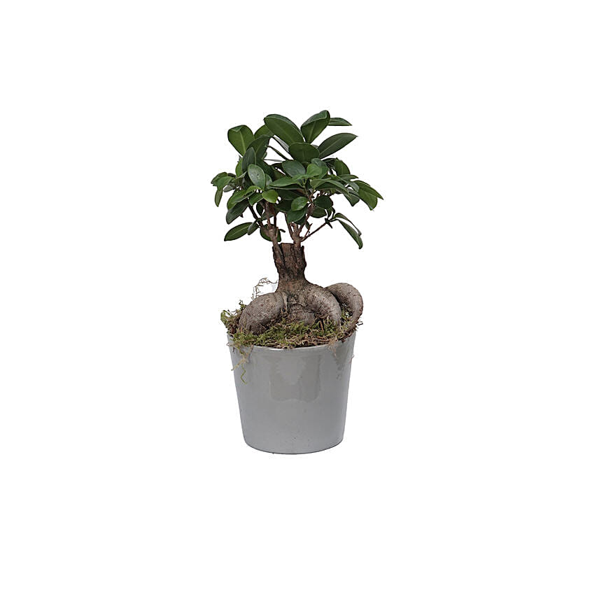 Fiscus Micro Carpa Gingseng Plant Grey Pot