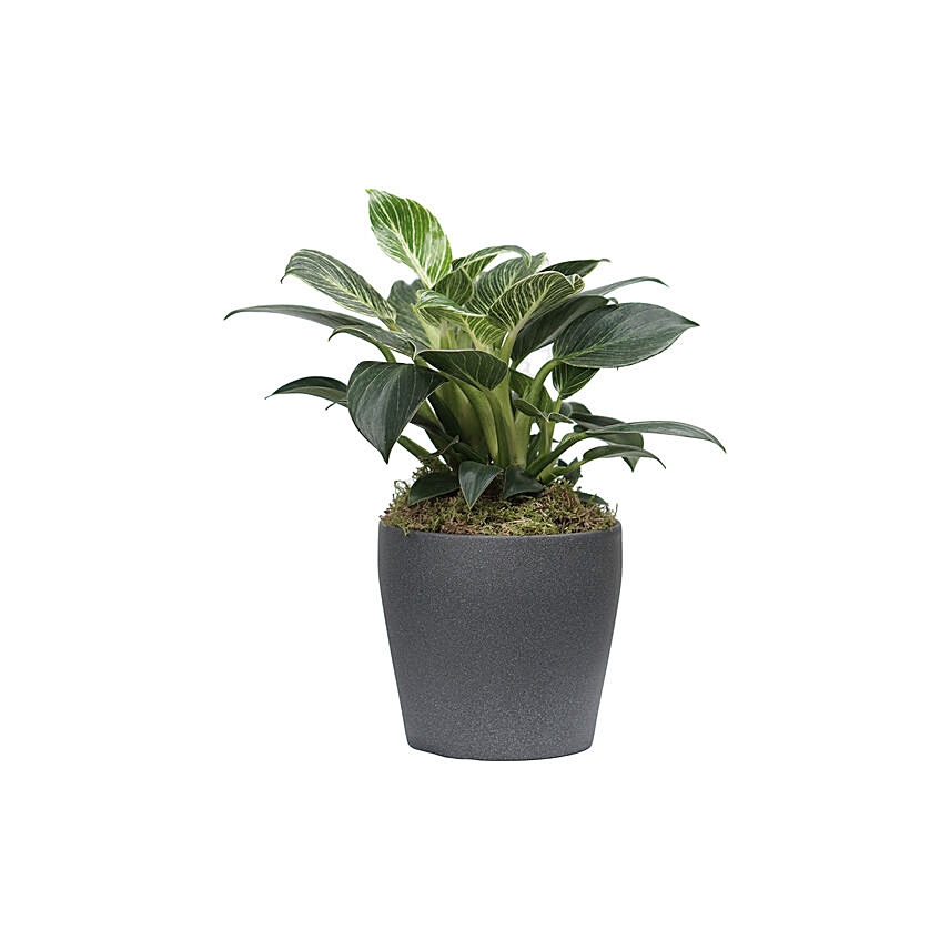 Philodendron Birkin Plant Grey Pot