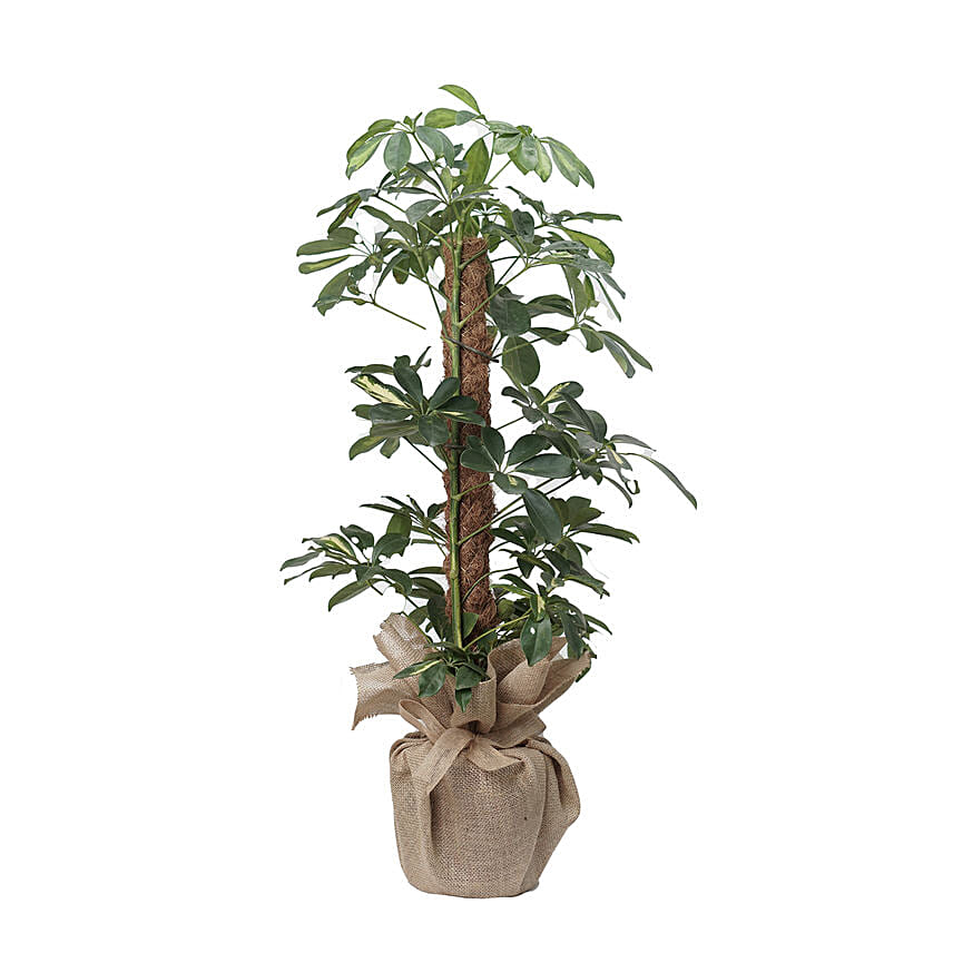 Schefflera Arb Gold Capella Plant