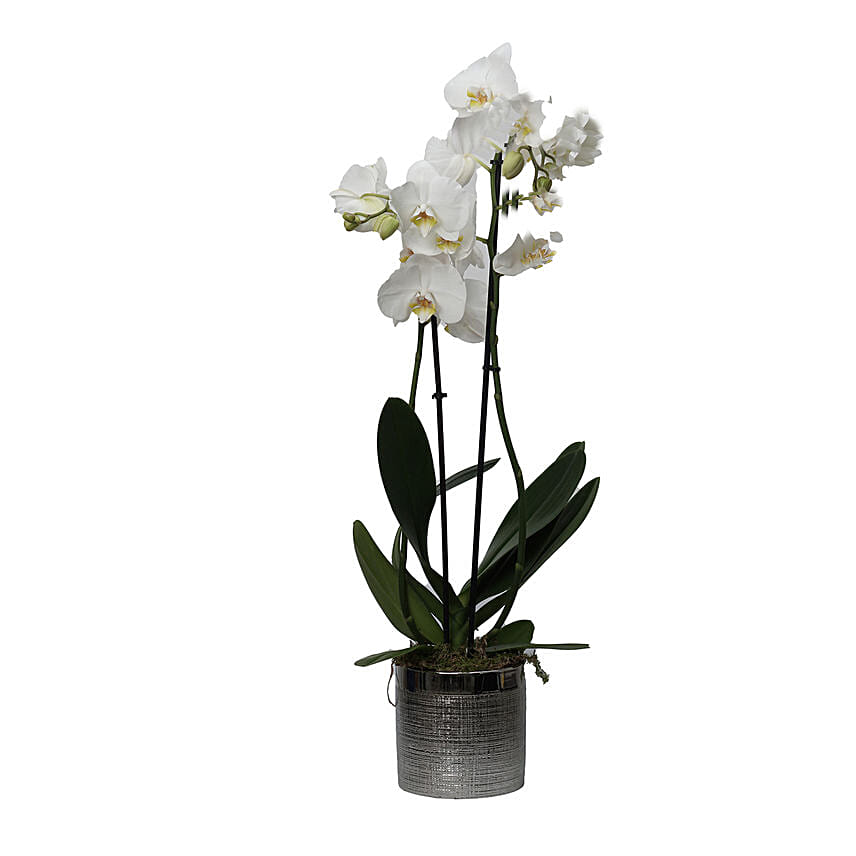 White Phalaenopsis Plant Grey Pot