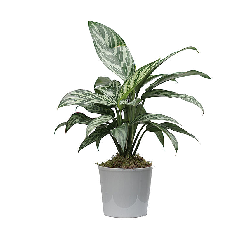 Aglaonema Plant Grey Ceramic Pot