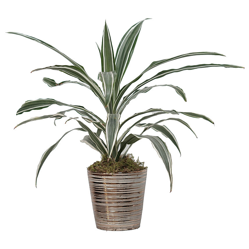 Dracaena White Stripes Plant Bronze Pot