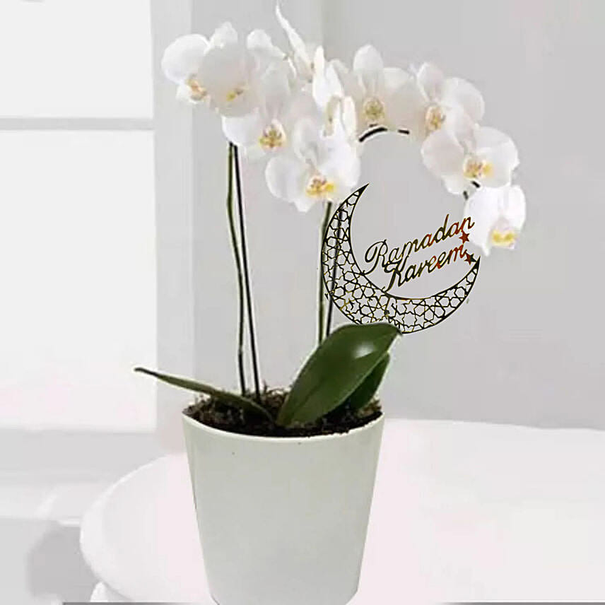 White Phalaenopsis Orchid Plant For Ramadan